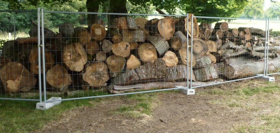 Siehe einen Stapel Holzstämme