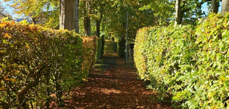 Heckenschnitt Weg mit Hecken
