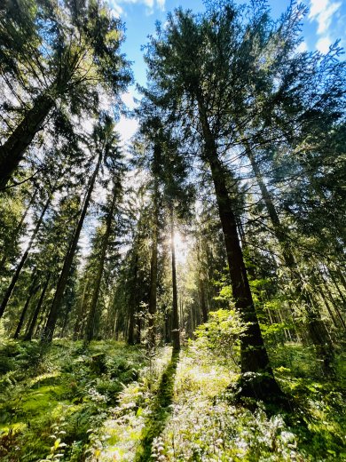 Wald Sehen Sie Bäume in einem Wald