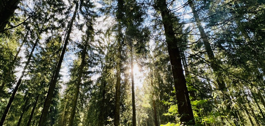 Ein Wald aus Nadelbäumen